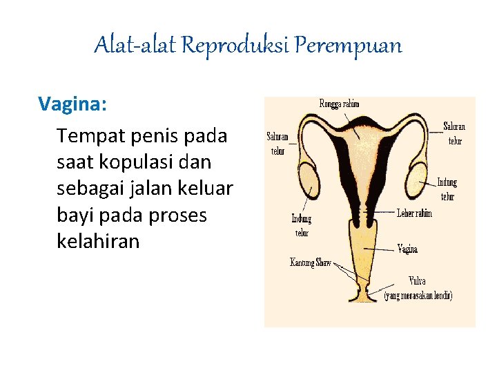 Alat-alat Reproduksi Perempuan Vagina: Tempat penis pada saat kopulasi dan sebagai jalan keluar bayi