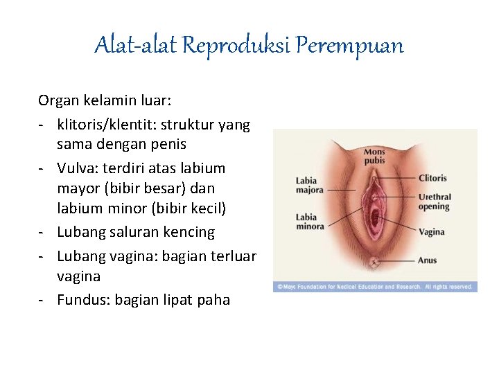 Alat-alat Reproduksi Perempuan Organ kelamin luar: - klitoris/klentit: struktur yang sama dengan penis -