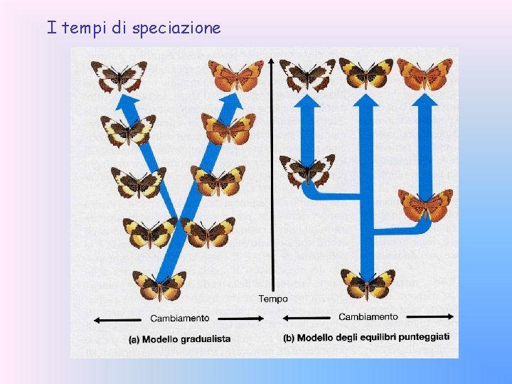 I tempi di speciazione 