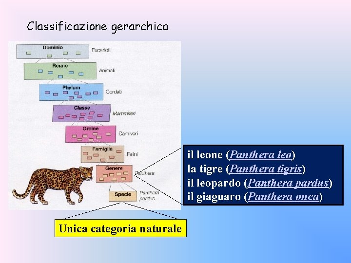 Classificazione gerarchica il leone (Panthera leo) la tigre (Panthera tigris) il leopardo (Panthera pardus)