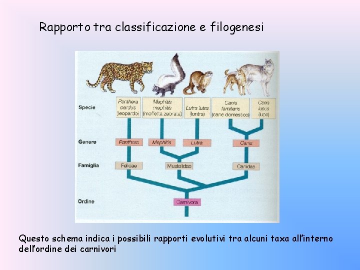 Rapporto tra classificazione e filogenesi Questo schema indica i possibili rapporti evolutivi tra alcuni