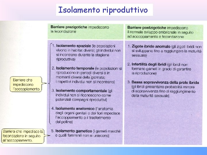 Isolamento riproduttivo 