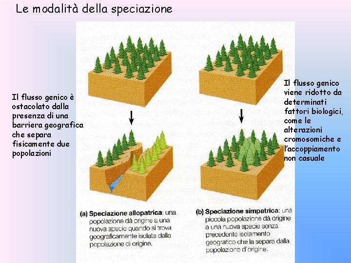 Le modalità della speciazione Il flusso genico è ostacolato dalla presenza di una barriera