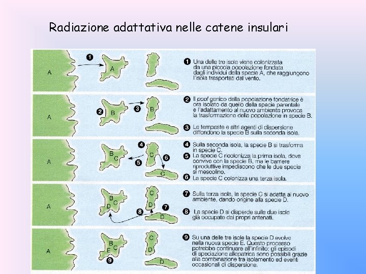 Radiazione adattativa nelle catene insulari 