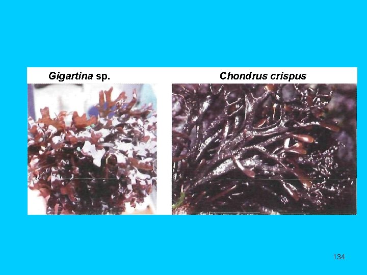 Gigartina sp. Chondrus crispus 134 