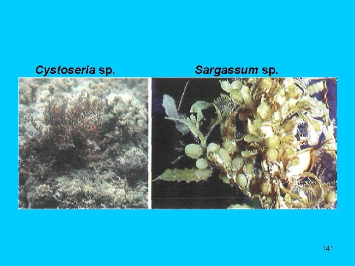 Cystoseria sp. Sargassum sp. 141 