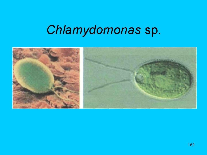 Chlamydomonas sp. 169 