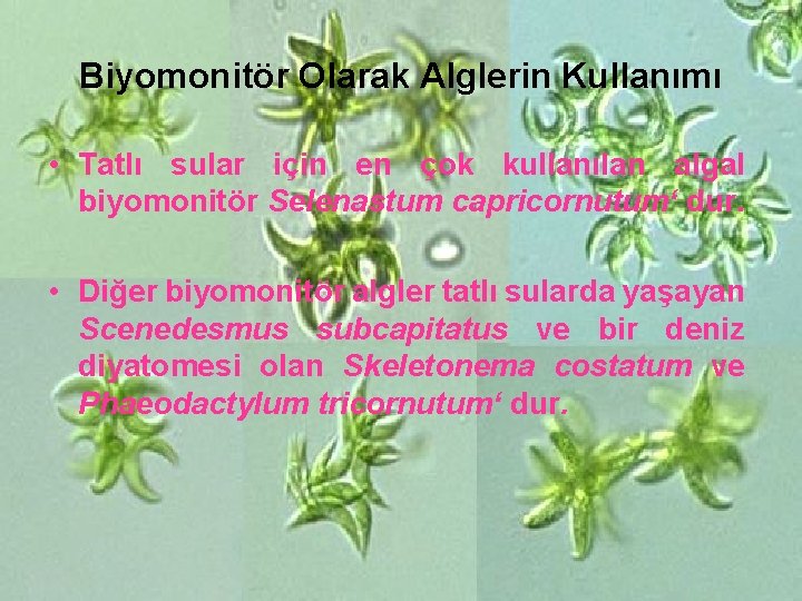 Biyomonitör Olarak Alglerin Kullanımı • Tatlı sular için en çok kullanılan algal biyomonitör Selenastum