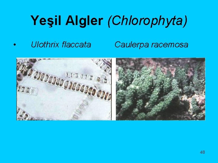 Yeşil Algler (Chlorophyta) • Ulothrix flaccata Caulerpa racemosa 48 