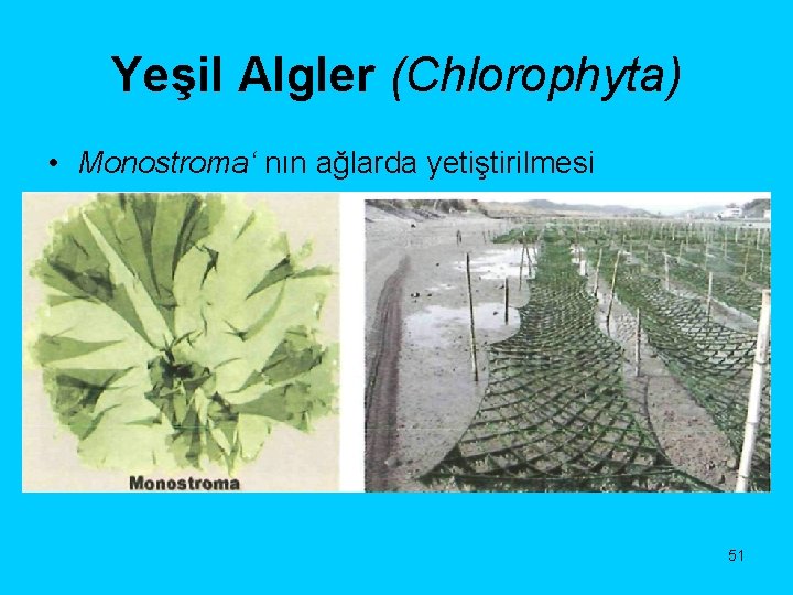 Yeşil Algler (Chlorophyta) • Monostroma‘ nın ağlarda yetiştirilmesi • 51 