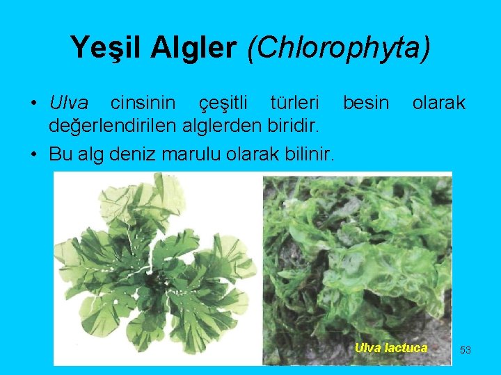 Yeşil Algler (Chlorophyta) • Ulva cinsinin çeşitli türleri besin değerlendirilen alglerden biridir. • Bu