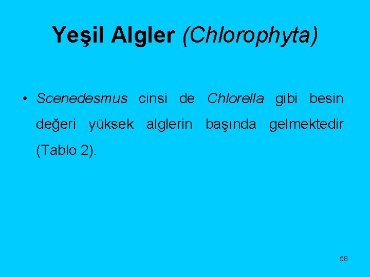 Yeşil Algler (Chlorophyta) • Scenedesmus cinsi de Chlorella gibi besin değeri yüksek alglerin başında