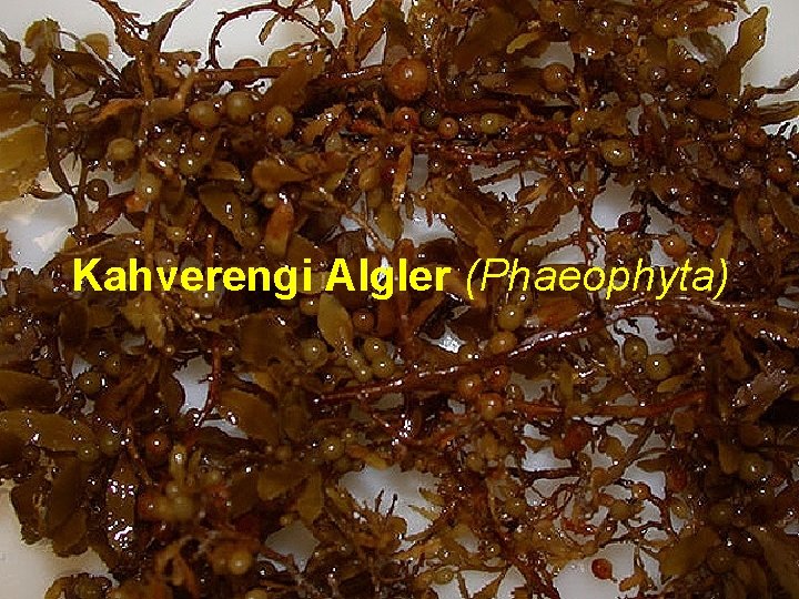 Kahverengi Algler (Phaeophyta) 63 