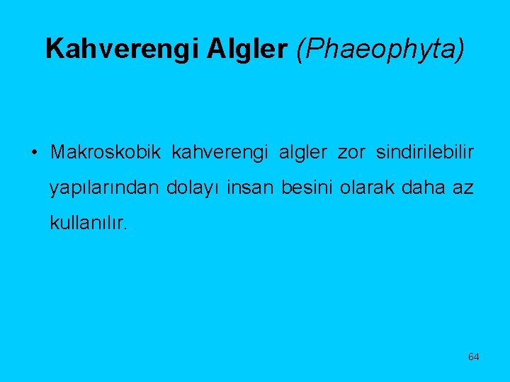 Kahverengi Algler (Phaeophyta) • Makroskobik kahverengi algler zor sindirilebilir yapılarından dolayı insan besini olarak