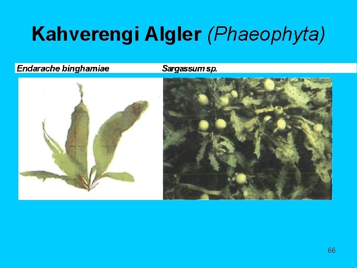 Kahverengi Algler (Phaeophyta) 66 