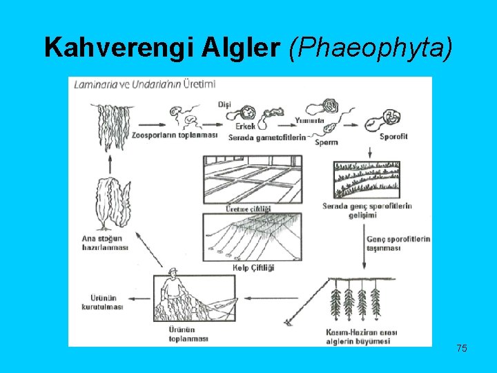 Kahverengi Algler (Phaeophyta) 75 