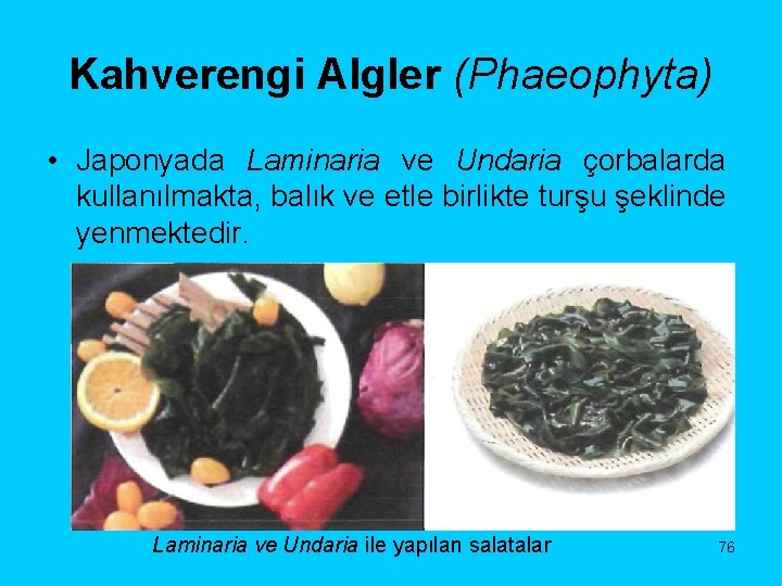 Kahverengi Algler (Phaeophyta) • Japonyada Laminaria ve Undaria çorbalarda kullanılmakta, balık ve etle birlikte