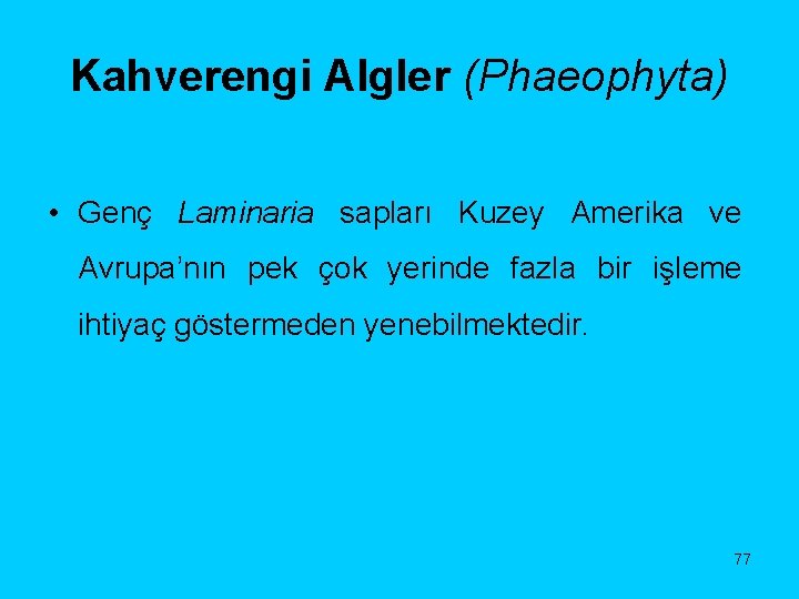 Kahverengi Algler (Phaeophyta) • Genç Laminaria sapları Kuzey Amerika ve Avrupa’nın pek çok yerinde