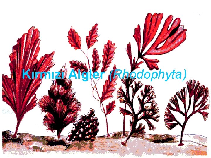 Kırmızı Algler (Rhodophyta) 79 