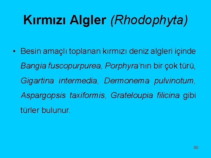 Kırmızı Algler (Rhodophyta) • Besin amaçlı toplanan kırmızı deniz algleri içinde Bangia fuscopurpurea, Porphyra‘nın