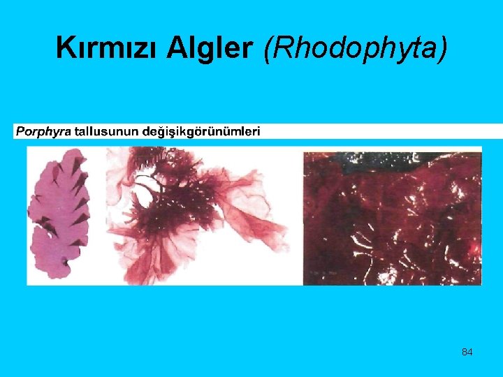 Kırmızı Algler (Rhodophyta) 84 