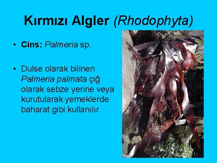 Kırmızı Algler (Rhodophyta) • Cins: Palmeria sp. • Dulse olarak bilinen Palmeria palmata çiğ