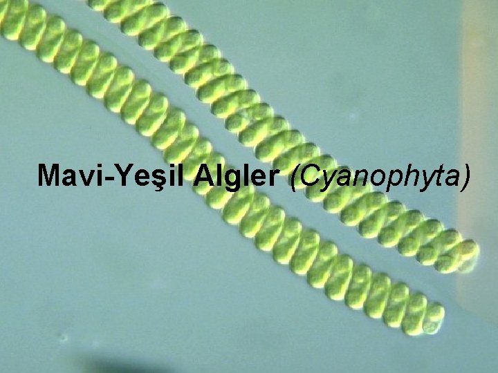 Mavi-Yeşil Algler (Cyanophyta) 98 