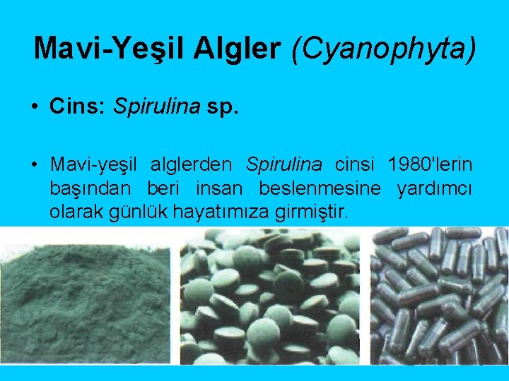 Mavi-Yeşil Algler (Cyanophyta) • Cins: Spirulina sp. • Mavi-yeşil alglerden Spirulina cinsi 1980'lerin başından