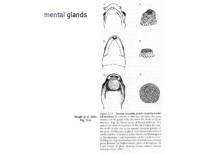 mental glands Pough et al. 2001 Fig. 11 -6 