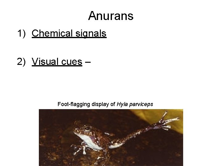 Anurans 1) Chemical signals 2) Visual cues – Foot-flagging display of Hyla parviceps 