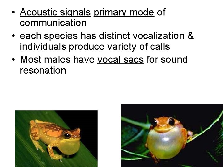  • Acoustic signals primary mode of communication • each species has distinct vocalization