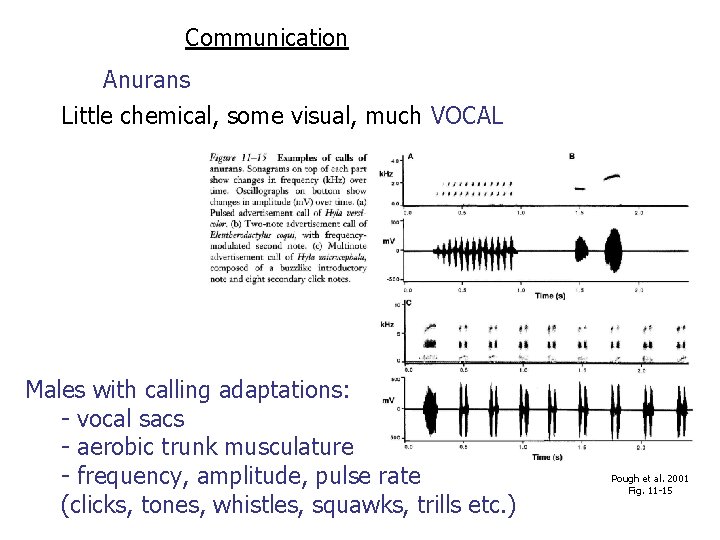 Communication Anurans Little chemical, some visual, much VOCAL Males with calling adaptations: - vocal