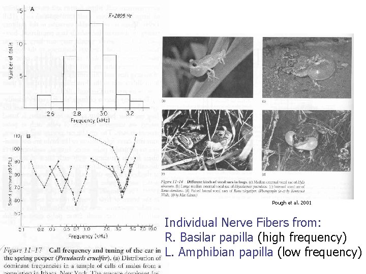 Pough et al. 2001 Individual Nerve Fibers from: R. Basilar papilla (high frequency) L.