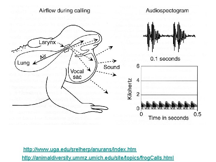 http: //www. uga. edu/srelherp/anurans/index. htm http: //animaldiversity. ummz. umich. edu/site/topics/frog. Calls. html 