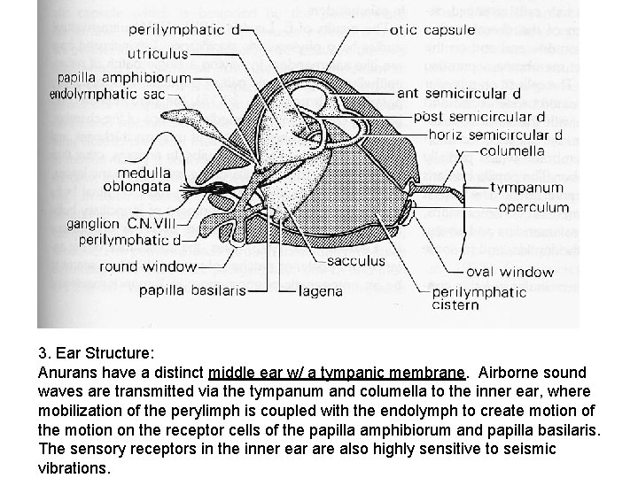 3. Ear Structure: Anurans have a distinct middle ear w/ a tympanic membrane. Airborne
