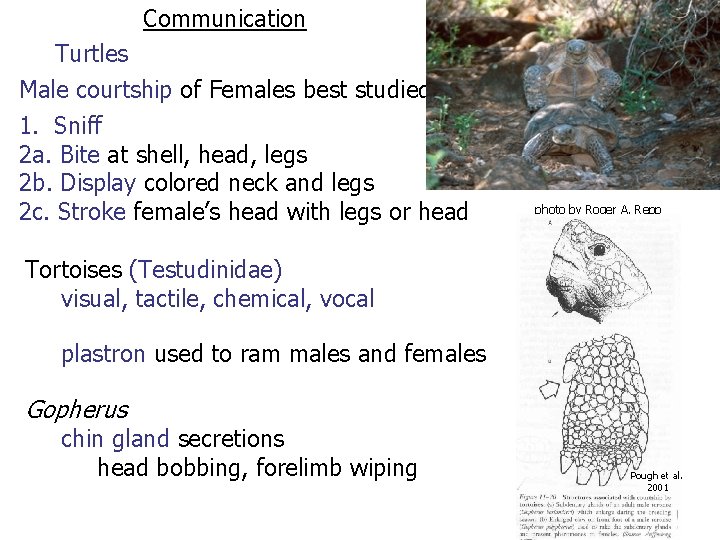 Communication Turtles Male courtship of Females best studied 1. Sniff 2 a. Bite at