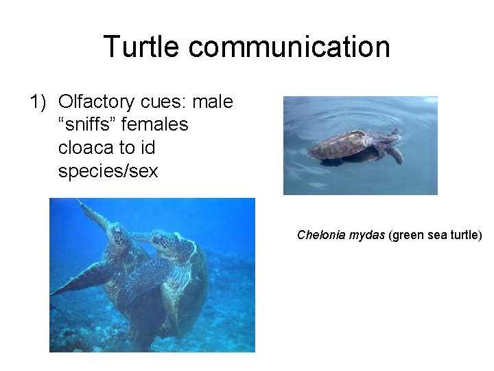 Turtle communication 1) Olfactory cues: male “sniffs” females cloaca to id species/sex Chelonia mydas