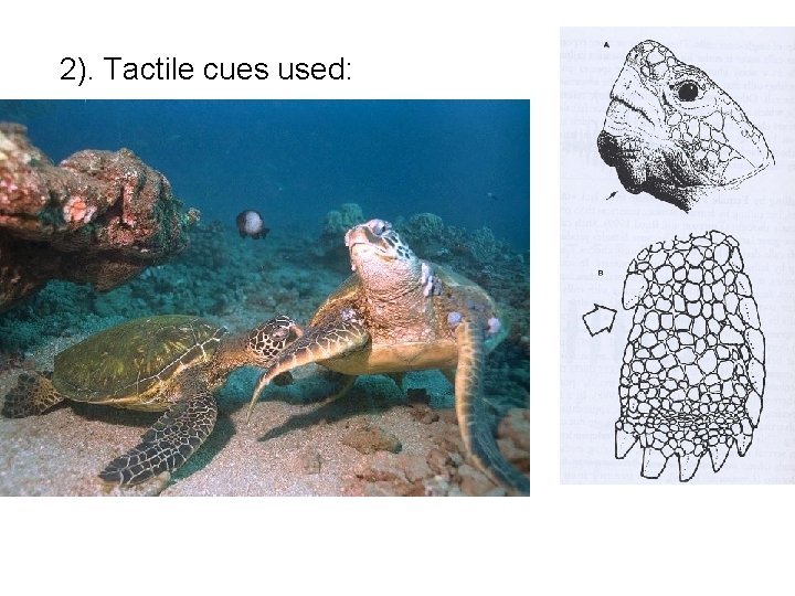 2). Tactile cues used: 