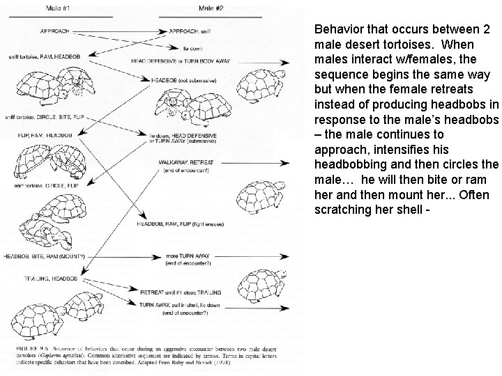Behavior that occurs between 2 male desert tortoises. When males interact w/females, the sequence
