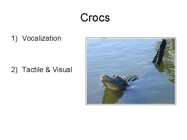 Crocs 1) Vocalization 2) Tactile & Visual 