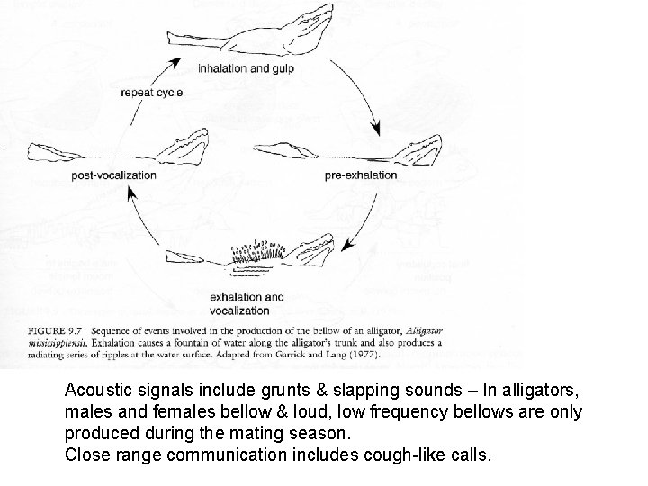 Acoustic signals include grunts & slapping sounds – In alligators, males and females bellow