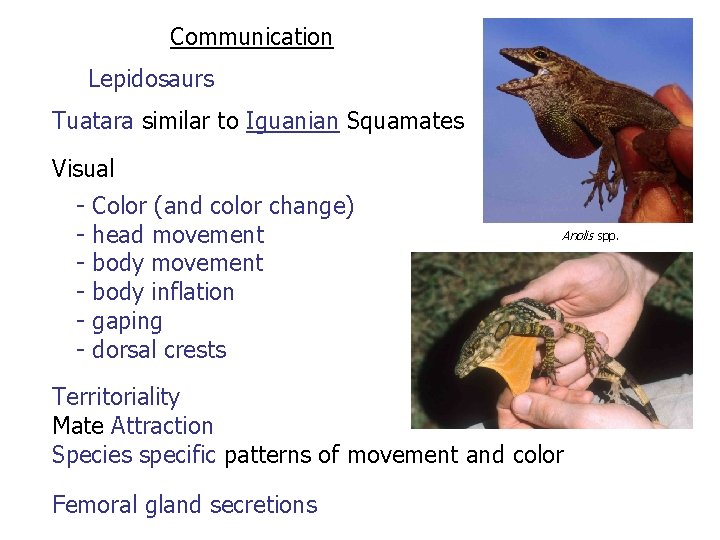 Communication Lepidosaurs Tuatara similar to Iguanian Squamates Visual - Color (and color change) head