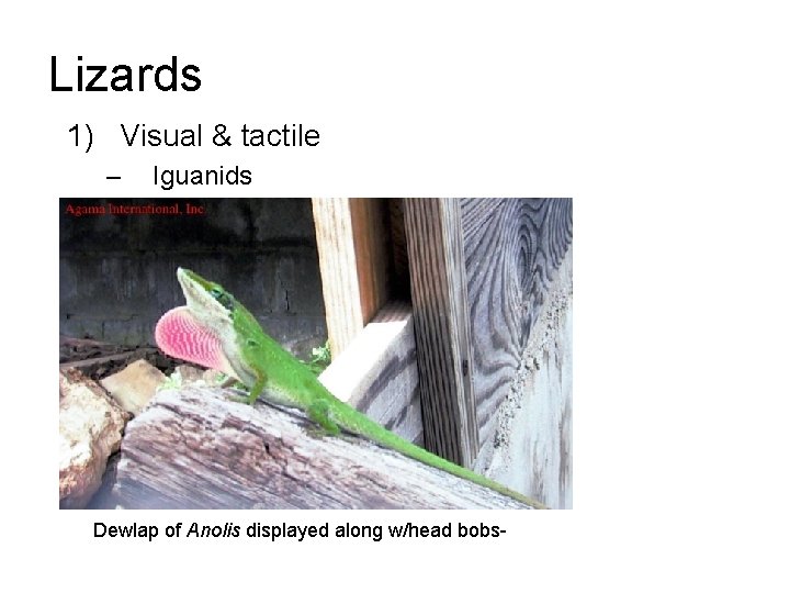 Lizards 1) Visual & tactile – Iguanids Dewlap of Anolis displayed along w/head bobs-