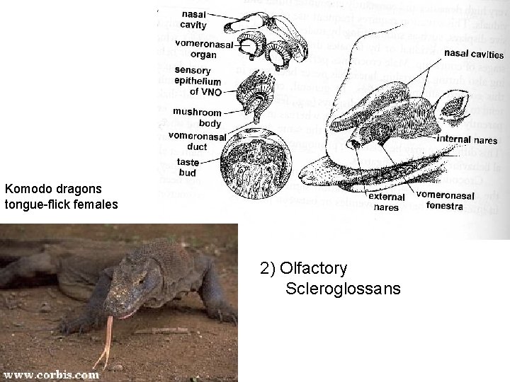 Komodo dragons tongue-flick females 2) Olfactory Scleroglossans 