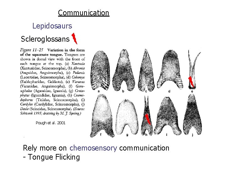 Communication Lepidosaurs Scleroglossans Pough et al. 2001 Rely more on chemosensory communication - Tongue