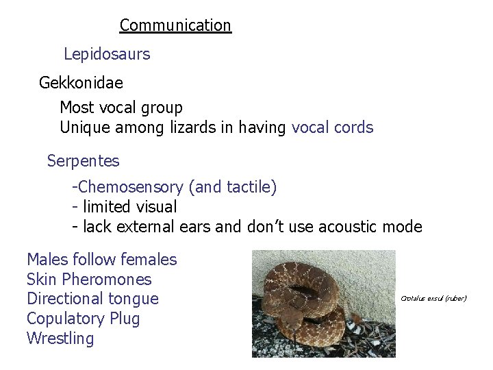 Communication Lepidosaurs Gekkonidae Most vocal group Unique among lizards in having vocal cords Serpentes