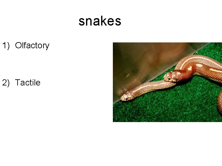 snakes 1) Olfactory 2) Tactile 