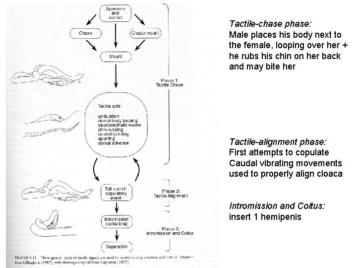 Tactile-chase phase: Male places his body next to the female, looping over her +