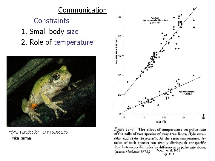 Communication Constraints 1. Small body size 2. Role of temperature Hyla versicolor- chrysoscelis Mike