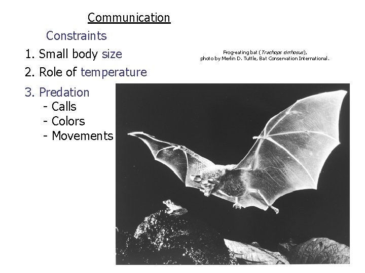 Communication Constraints 1. Small body size 2. Role of temperature 3. Predation - Calls